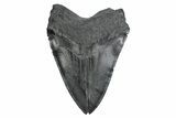 Serrated, Fossil Megalodon Tooth - South Carolina #380077-2